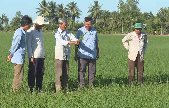  Mô hình trồng lúa giảm phát thải (30-07-2024)